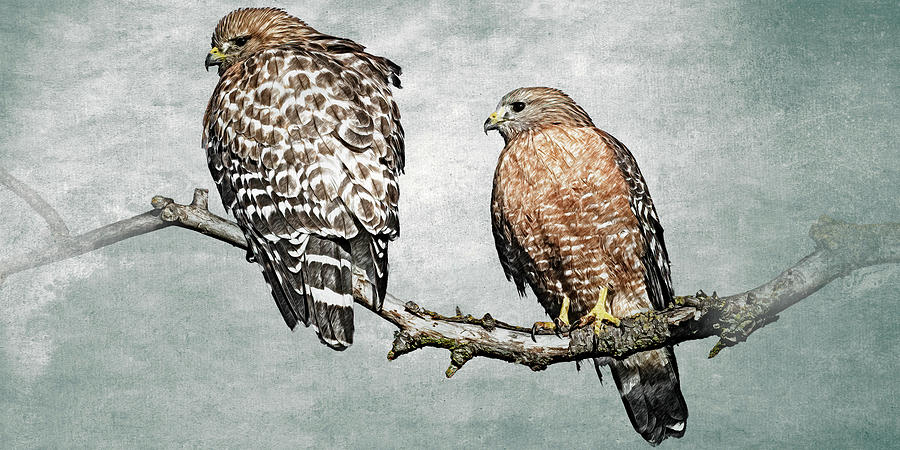 Red-shoulder Hawks Photograph by Mike Gifford