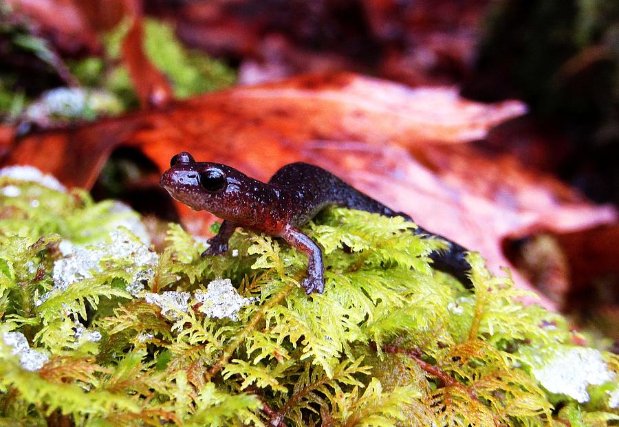 River Gorge Salamander Photograph by Joshua Bales