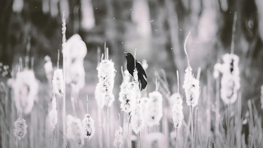 Red Shouldered Black Bird Black and White Photograph by Jason Fink