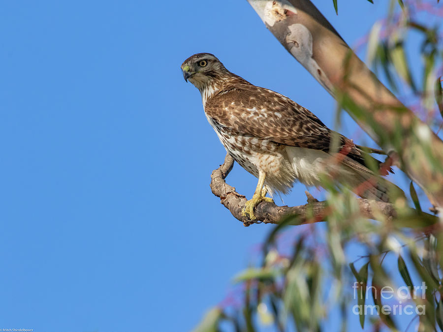 Red -Shouldered Hawk 38 Photograph by Mitch Shindelbower