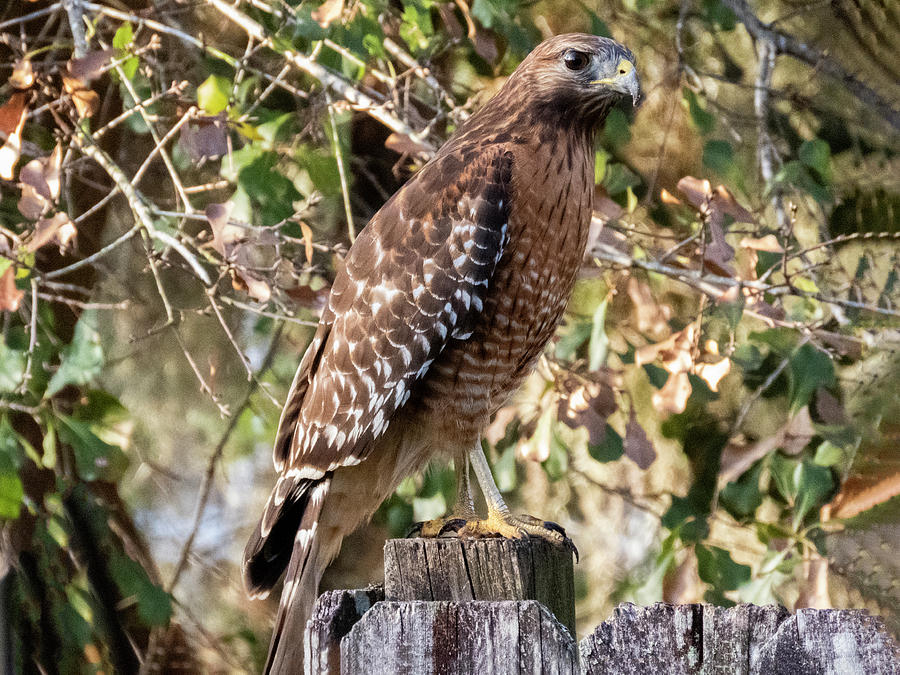 Red Shouldered Hawk 4 Photograph by J M Farris Photography - Fine Art ...