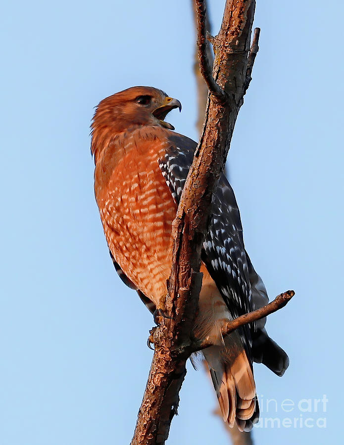 Red Shouldered Hawk 46, Indiana Photograph by Steve Gass - Fine Art America