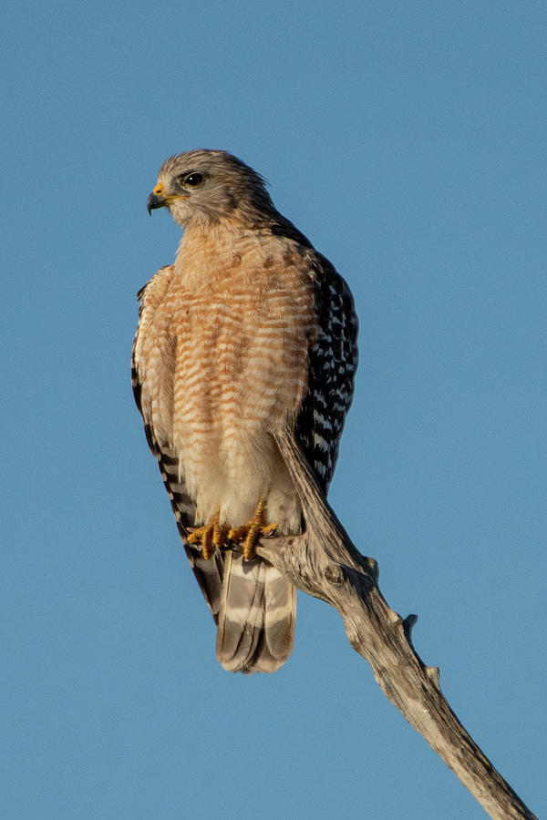 Red-shouldered Hawk and Blues Sky Photograph by Bradford Martin