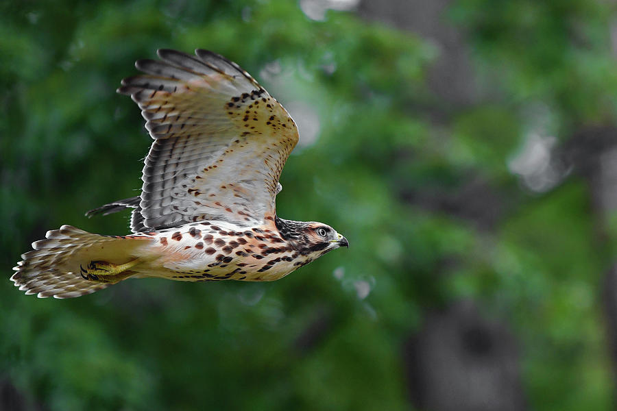  Red-shouldered Hawk Photograph by Asbed Iskedjian