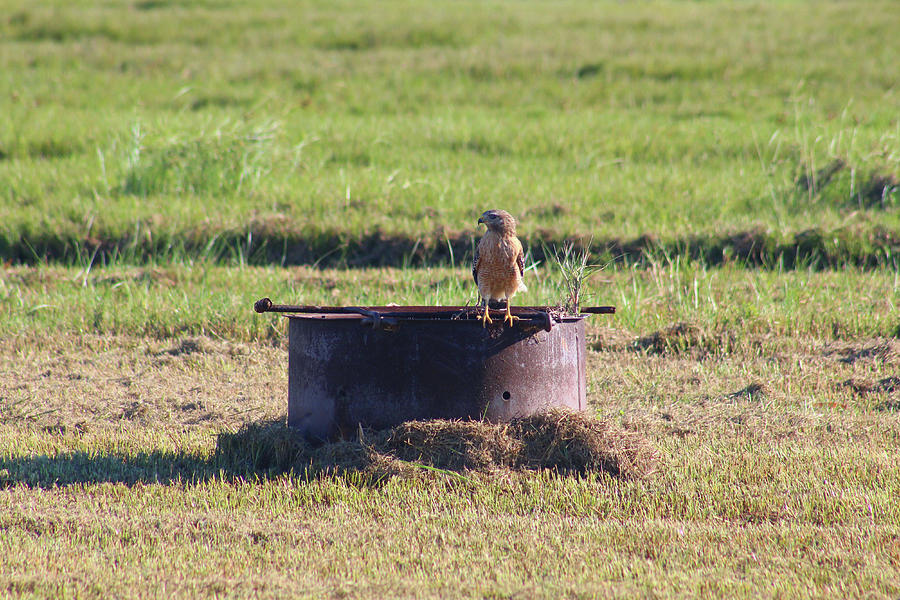 Red Shouldered Hawk At The Fire Pit Photograph by Robert Banach