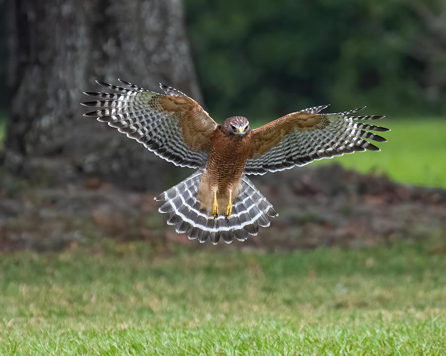 Red-shouldered Hawk Attack Photograph by Larry Maras Red-shouldered Hawk Attack Photograph by Larry Maras