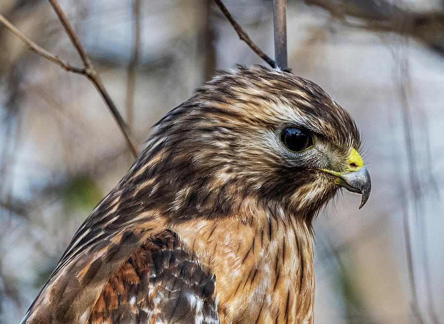 Red Shouldered Hawk Photograph by Brian Shoemaker