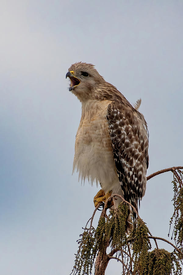 Red-Shouldered Hawk Calling Photograph by Bradford Martin