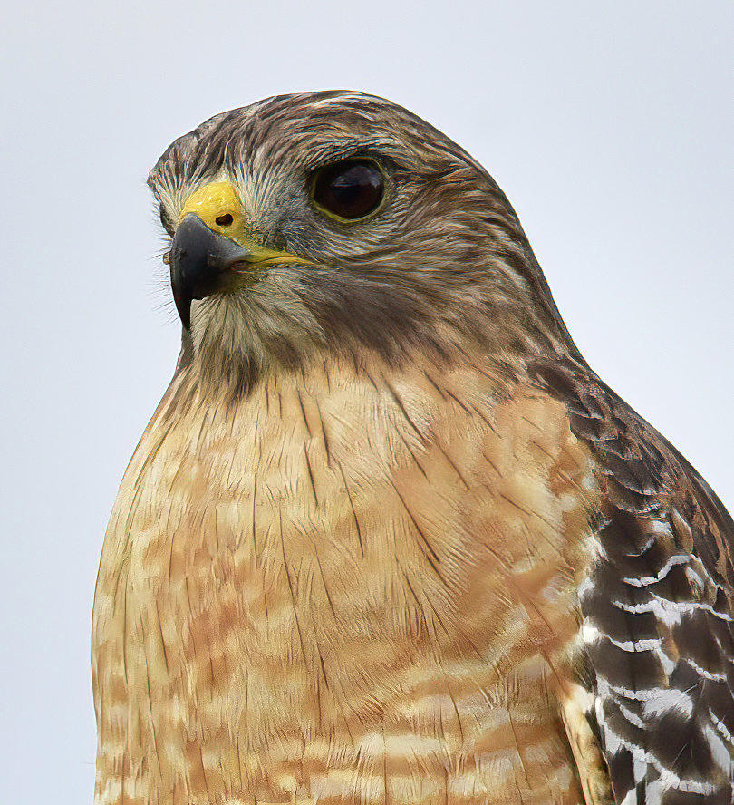 Red-Shouldered Hawk Photograph by Cindy McIntyre