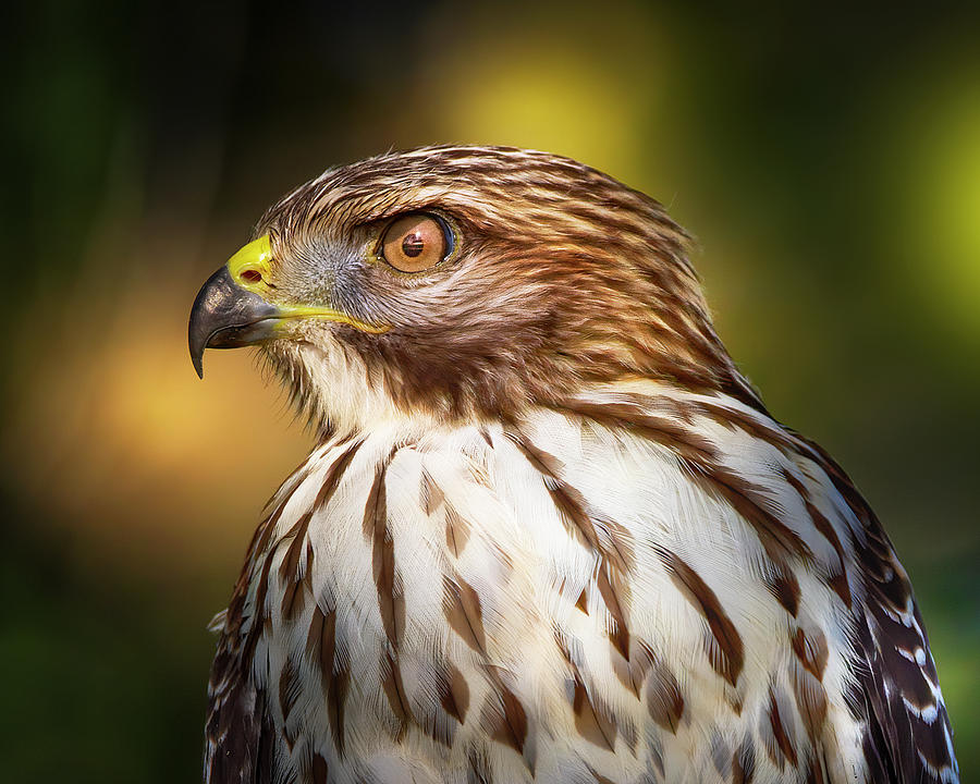 Red Shouldered Hawk Close Up Photograph by Mark Andrew Thomas