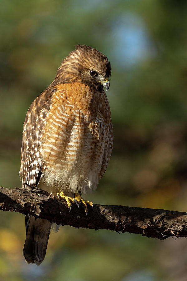 Red Shouldered Hawk Contemplations Photograph by Jim Miller