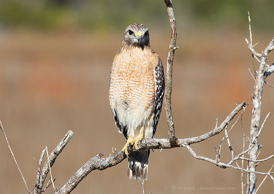 Red-shouldered Hawk Photograph by Custom Aviation Art