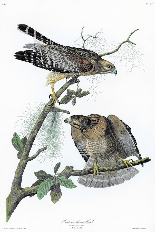 John James Audubon Painting - Red-shouldered Hawk - Digital Remastered Edition by John James Audubon