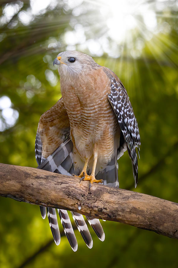 Red Shouldered Hawk Display Photograph by Mark Andrew Thomas