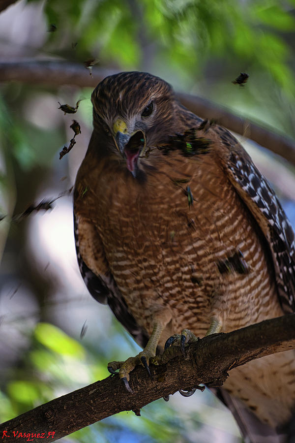 Red Shouldered Hawk Ejecting Food Pellet Photograph by Rene Vasquez