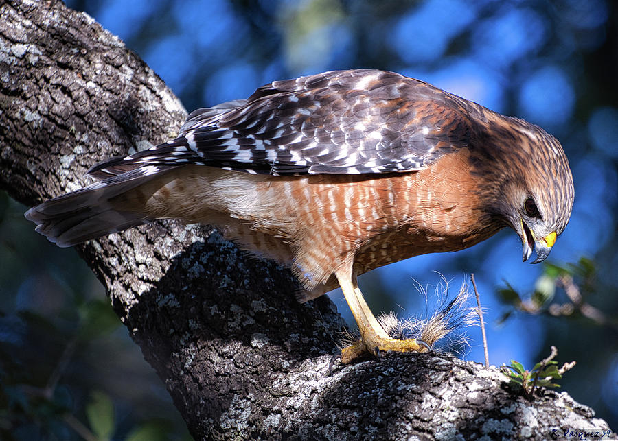 Red Shouldered Hawk Finishing Prey Photograph by Rene Vasquez