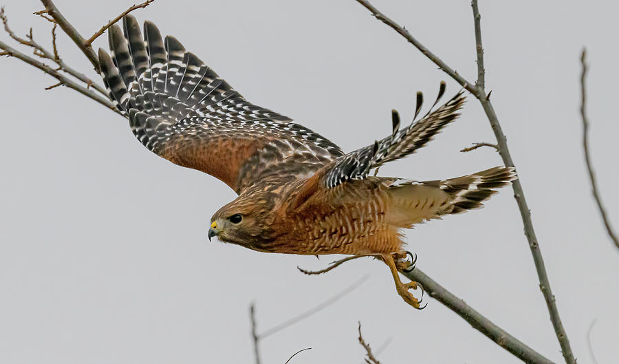 Hawk Photograph - Red Shouldered Hawk Flight #3 by Morris Finkelstein