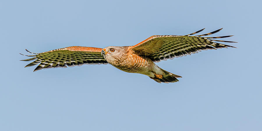 Hawk Photograph - Red Shouldered Hawk Flight #6 by Morris Finkelstein