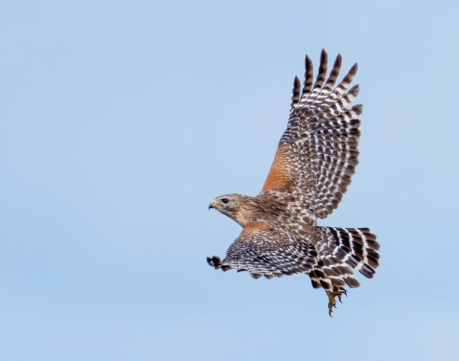Red Shouldered Hawk Flight Photograph by Jim Miller