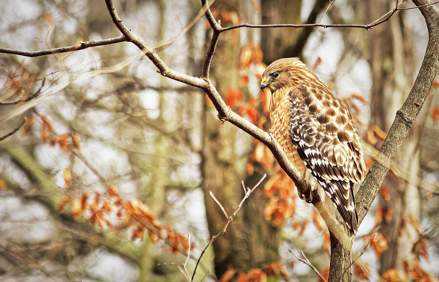 Red-shouldered Hawk Photograph
