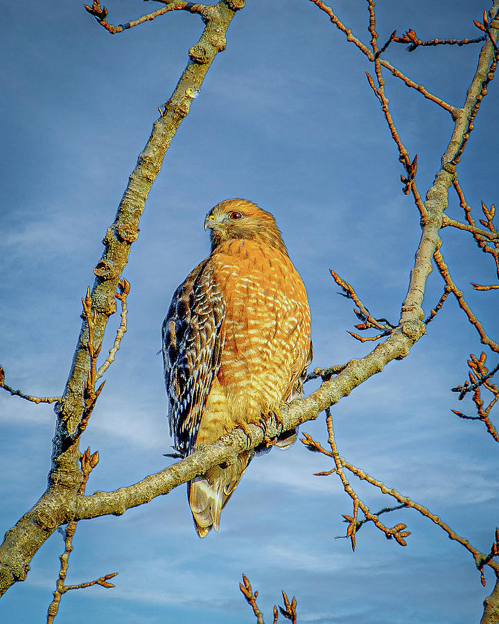 Red Shouldered Hawk Photograph by Frank Mari