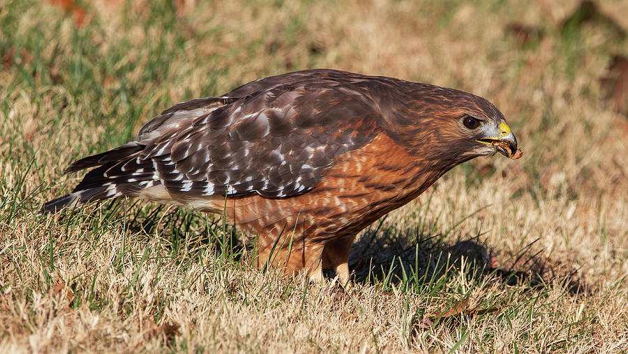 Red Shouldered Hawk - Grub Worm Photograph by Chad Meyer