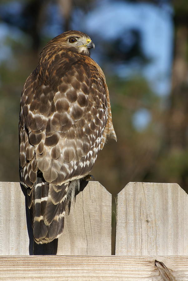 Red-Shouldered Hawk Photograph by Heather E Harman