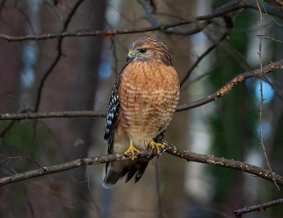 Red Shouldered Hawk Hunting 2 Photograph by Chad Meyer - Fine Art America