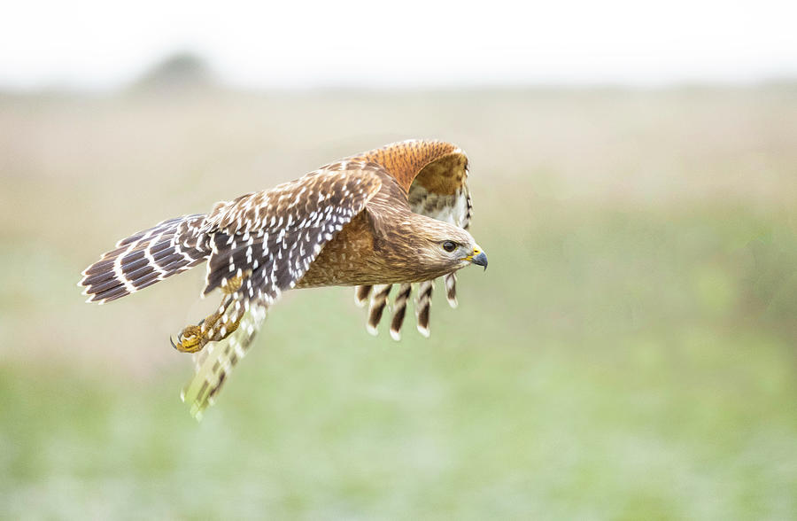 Red Shouldered Hawk Hunting Photograph by Fran Gallogly - Fine Art America