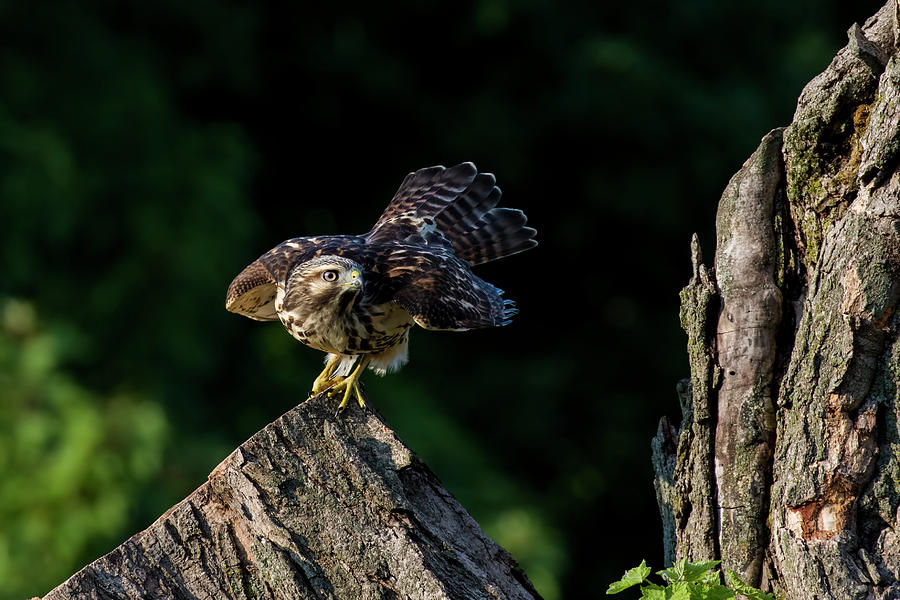 Red shouldered hawk hunting Photograph by Mircea Costina Photography ...