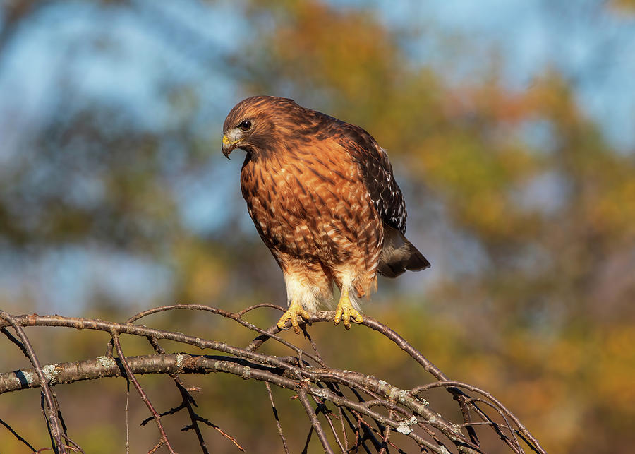 Red Shouldered Hawk - Hunting Pose Photograph by Chad Meyer