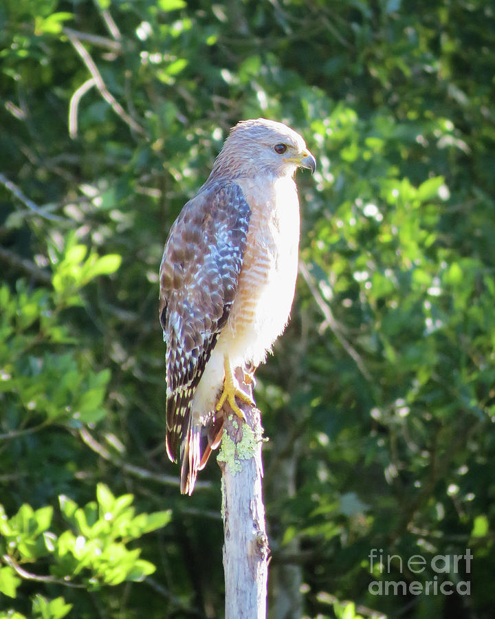 Red-Shouldered Hawk I Photograph by Chris Andruskiewicz
