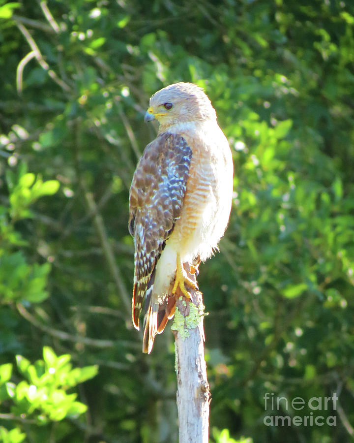 Red-Shouldered Hawk II Photograph by Chris Andruskiewicz