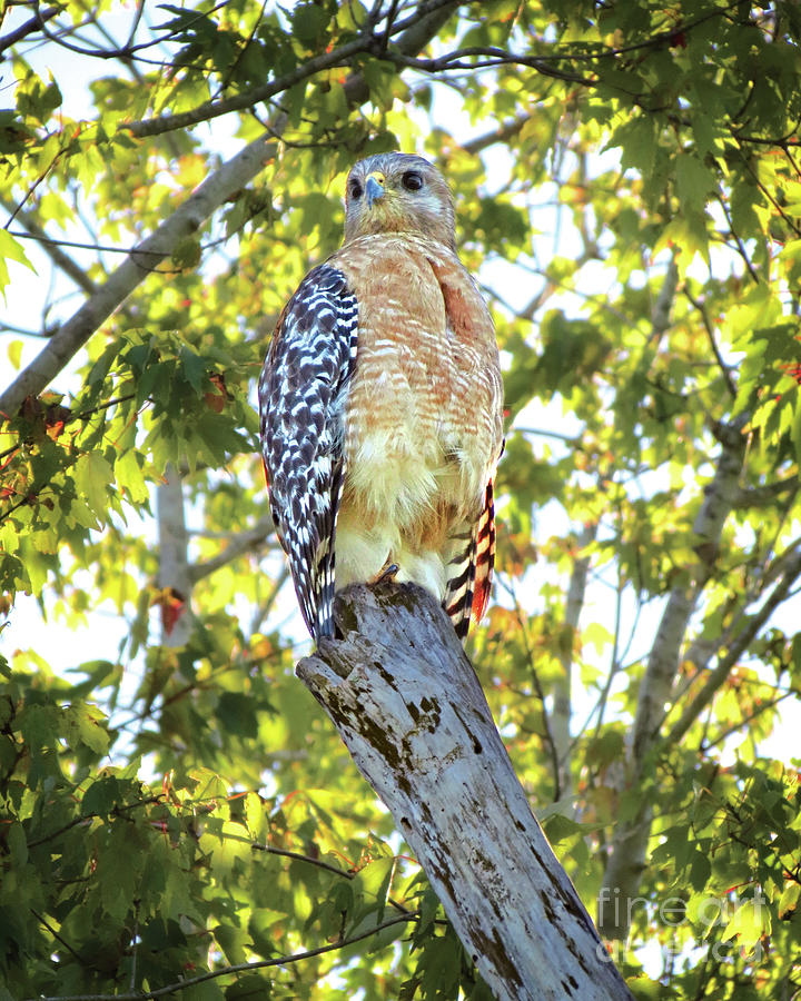 Red-Shouldered Hawk III Photograph by Chris Andruskiewicz