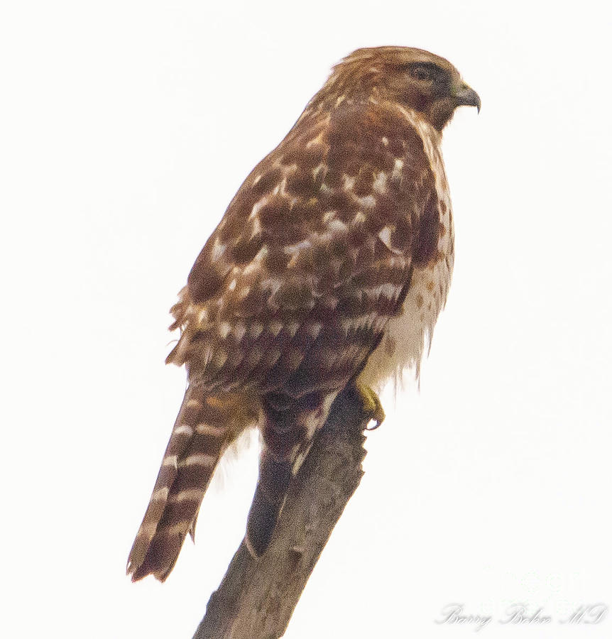 Red shouldered hawk, immature Photograph by Barry Bohn