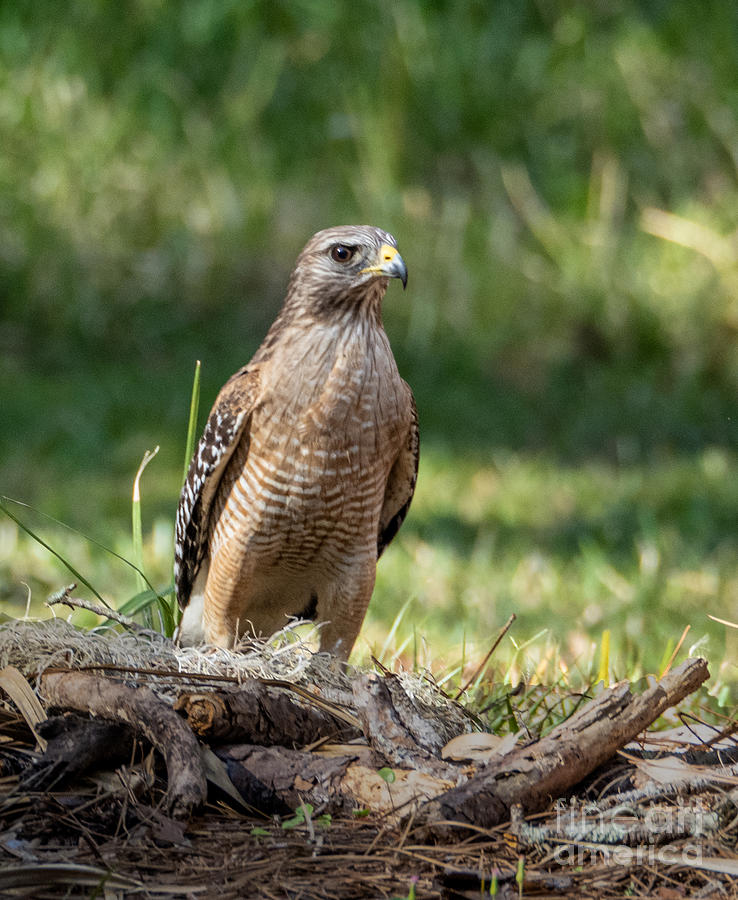 Red Shouldered Hawk in a Commanding Pose Photograph by L Bosco