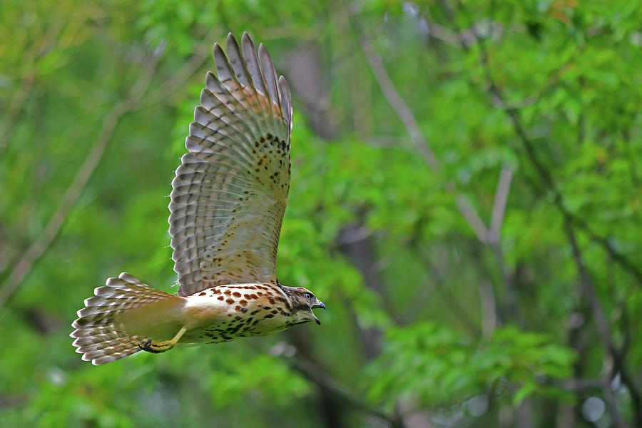 Red-shouldered Hawk in-flight Photograph by Asbed Iskedjian