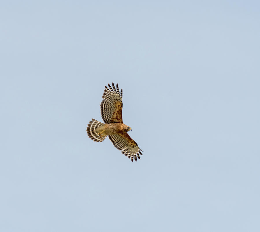Red Shouldered Hawk In Flight Photograph