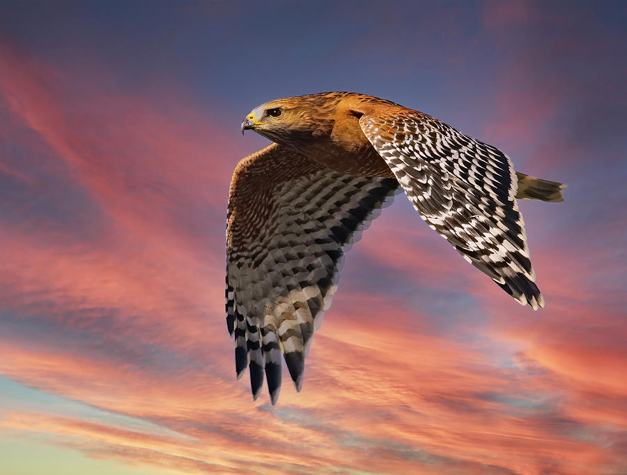 Red-shouldered Hawk in Flight Photograph by Mark Miller