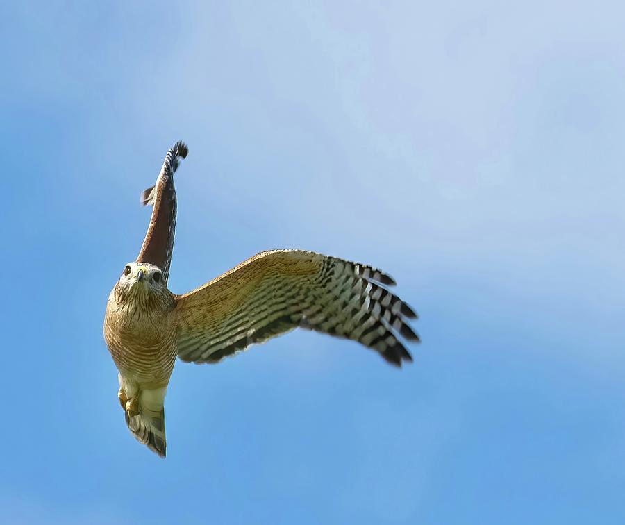 Red Shouldered Hawk In Flight Photograph by Rebecca Herranen