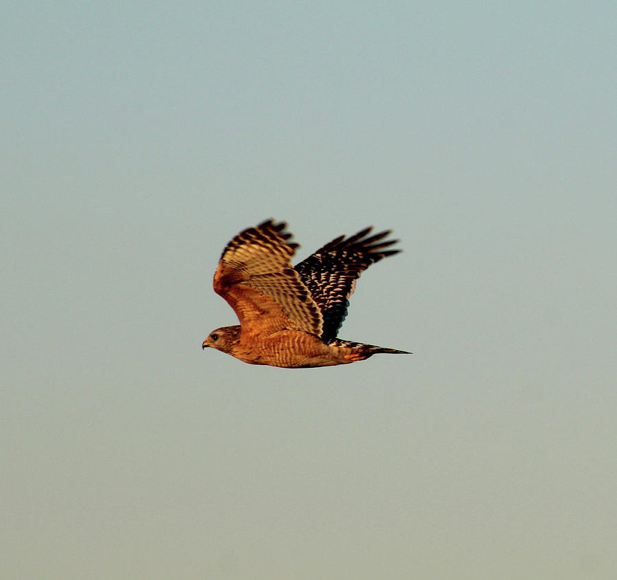 Red-Shouldered Hawk In Flight Photograph by Robert Banach