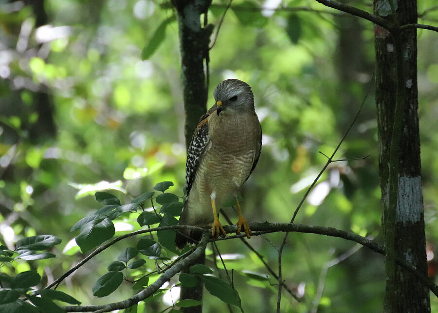 Red-Shouldered Hawk in Florida 2 Photograph by David T Wilkinson