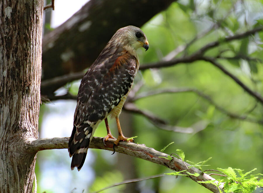 Red-Shouldered Hawk in Florida Photograph by David T Wilkinson