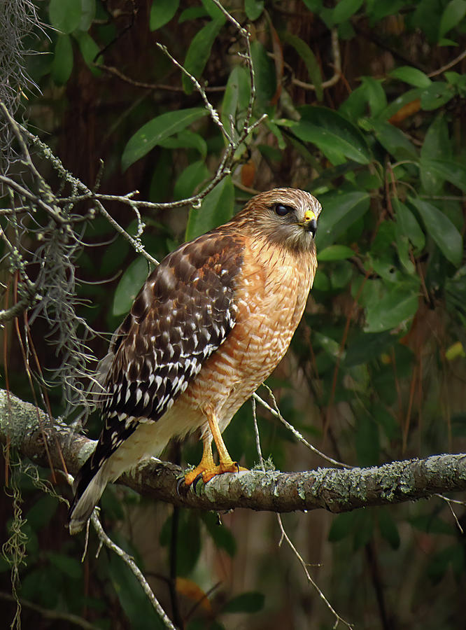 Red-Shouldered Hawk in Forest Photograph by Cindy McIntyre - Fine Art ...