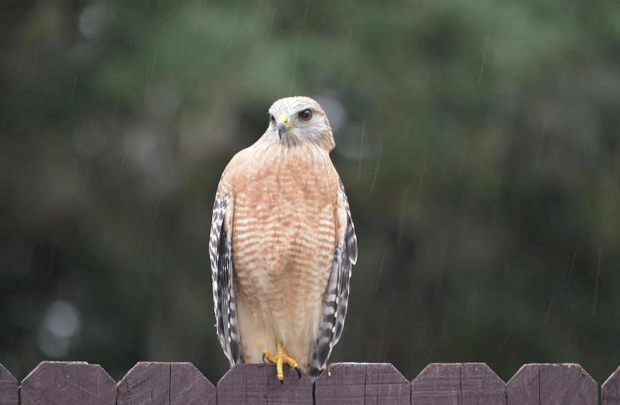 Red Shouldered Hawk In The Rain Photograph by Aimee L Maher ALM GALLERY