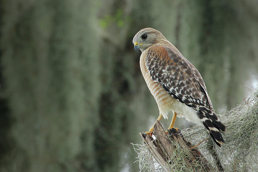 Red-Shouldered Hawk in the Spanish Moss Photograph by Robert Carter