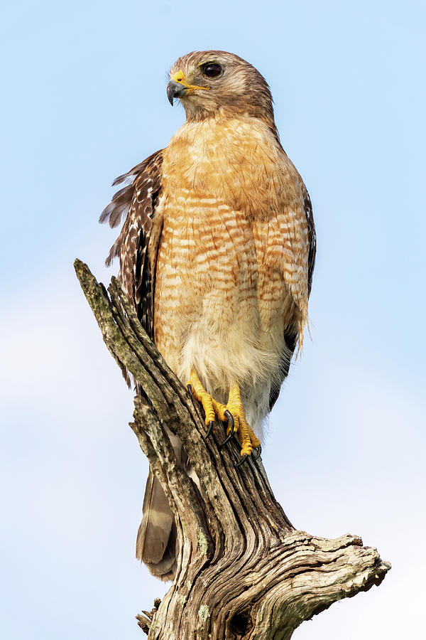 Red Shouldered Hawk Photograph by Jim Miller