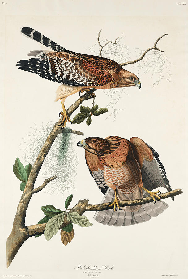 Red-shouldered Hawk. John James Audubon Mixed Media by World Art Collective