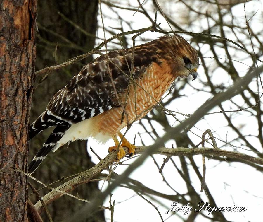Red-shouldered Hawk Photograph by Judy Stepanian