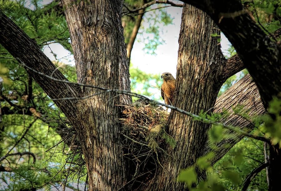 Red-shouldered Hawk And Nest Photograph
